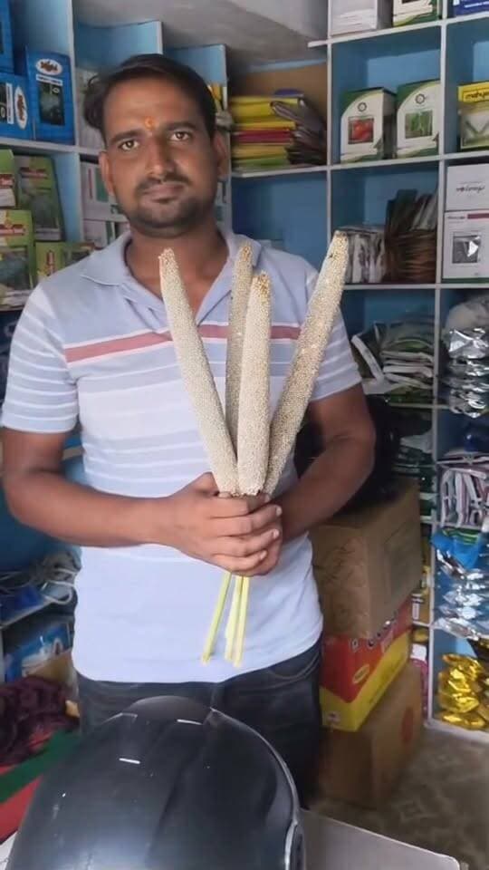बाजरे की 333 वेरायटी
