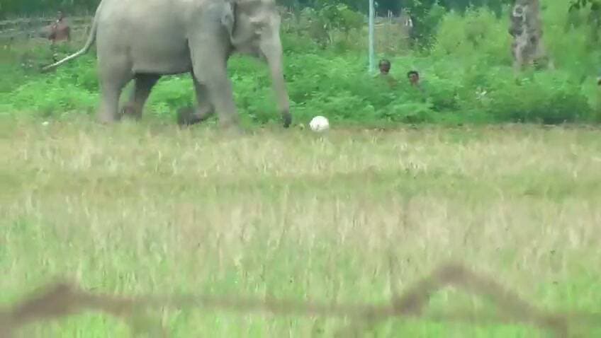 असम में बच्चों के सामने फुटबॉल से खेलता दिखा जंगली हाथी
असम के नुमालीगढ़ स्थित बागीधाला टी एस्टेट में एक जंगली हाथी फुटबॉल को लात मारता हुआ कैमरे में कैद हुआ. बच्चे मैदान में फुटबॉल खेल रहे थे, तभी हाथी वहां पहुंच गया और बच्चे गेंद छोड़कर दूर चले गए. इसके बाद हाथी खाली मैदान में गेंद को लात मारता नजर आया. फॉरेस्ट स्टाफ ने लोगों को ऐसे हाथियों के पास जाने या भीड़ लगाने से बचने की सलाह दी है.
#Assam