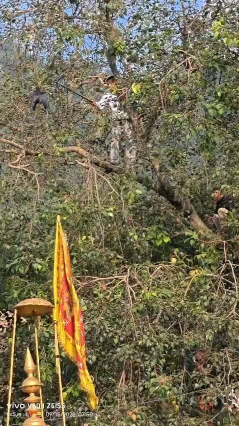 यह कोवा पतंग की डोर के कारण पीपल के पेड़ में उलझ कर मारा गया ।आप सभी से विनम्र आग्रह है कि या तो पतंग को उड़ाओ मत या फिर पतंग की डोर को पेड़ों में फंसाओ मत