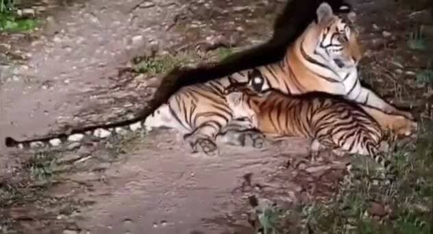 VTR से बाघिन पकड़ने आज पहुंचेगी सुंदरवन की टीम।
बिहार के इकलौते वाल्मीकि टाइगर रिजर्व (VTR) से एक बाघिन को पश्चिम बंगाल के बक्सा टाइगर रिजर्व में पुनर्वास के लिए भेजा जाएगा।
NTCA के आदेश पर बाघिन के स्थानांतरण की कवायद शुरू होगी। स्वस्थ बाघिन को चिन्हित करने के बाद रेस्क्यू ऑपरेशन शुरू होगा। इसमें VTR, बक्सा, सुंदरवन, WII और NTCA के विशेषज्ञों की अहम भूमिका रहेगी।
बता दें कि शावकों को मिलाकर VTR में करीब 70 बाघ-बाघिन मौजूद हैं।
#Bagaha #WestChamparan #VTR #ValmikiTigerReserve #BuxaTigerReserve #Sundarban #NTCA #TigerRelocation #Bharatcrimelivenews