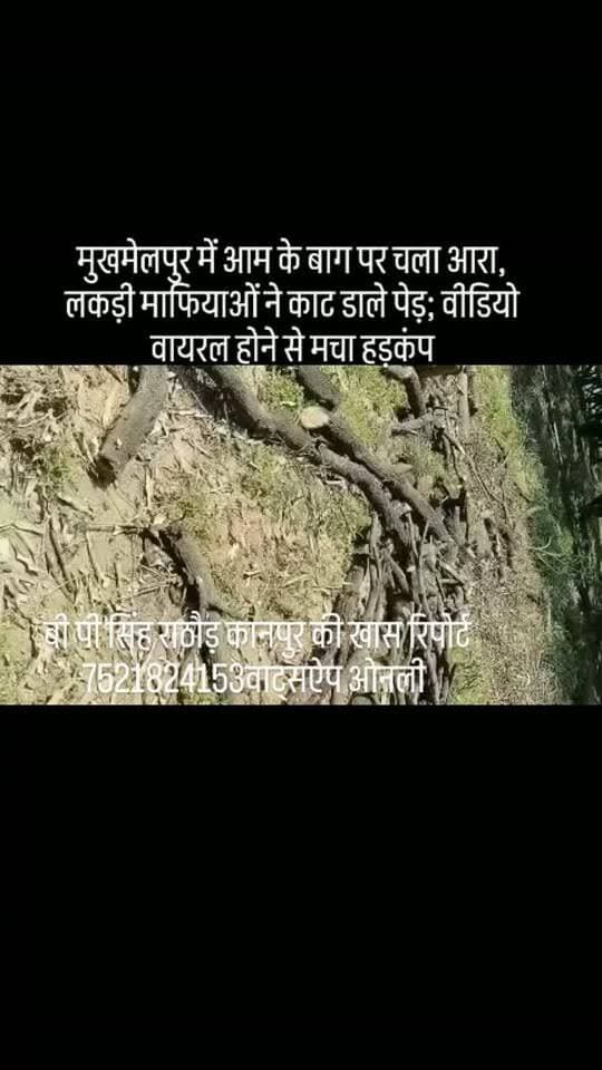 #मुखमेलपुर में आम के बाग पर चला आरा, लकड़ी माफियाओं ने काट डाले पेड़; वीडियो वायरल होने से मचा हड़कंप