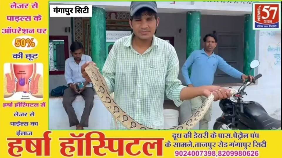 *पूर्वी राजस्थान में पहली बार दिखा रसैल वाइपर सांप, सर्प मित्र राणा वजीरपुर ने किया रेस्क्यू लोगों में मचा हड़कंप*
वजीरपुर। क्षेत्र के सर्प मित्र राणा वजीरपुर ने मंगलवार को पूर्वी राजस्थान में पहली बार दिखाई दिए रसैल वाइपर सांप का रेस्क्यू किया। जानकारी में सर्प मित्र राणा वजीरपुर ने बताया कि पूर्वी राजस्थान के करौली जिले के माच गांव में पहली बार एक घर के पास दुर्लभ और बेहद विषैला रसैल वाइपर दिखाई देने से लोगों में हड़कंप मच गया। सांप को देखने के लिए मौके पर ग्रामीणों की भीड़ जमा हो गई। बाद में सावधानीपूर्वक इसका रेस्क्यू किया गया।
ग्रामीणों के अनुसार पूर्वी राजस्थान के करौली और सवाई माधोपुर जिले में रसैल वाइपर के पहली बार दिखाई देने की बात सामने आई है। बारिश के मौसम में सांपों की सक्रियता बढ़ने के बीच इस प्रजाति के दिखाई देने से क्षेत्र में चर्चा का विषय बन गया है।
रसैल वाइपर की पहचान उसके मोटे शरीर और शरीर पर बने गोल या अंडाकार भूरे-काले निशानों से होती है। यह भारत के प्रमुख विषैले सांपों में शामिल है। खतरा महसूस होने पर यह तेज फुफकार निकालते हुए शरीर को सिकोड़कर रक्षात्मक मुद्रा बना लेता है।
इसके विष के कारण खून के जमने की प्रक्रिया प्रभावित होने के साथ किडनी और शरीर के अन्य अंगों पर गंभीर असर पड़ सकता है। सांप के काटने पर पीड़ित को तुरंत अस्पताल पहुंचाना जरूरी है।
ग्रामीणों ने बताया कि बारिश के बाद खेतों, घरों और आसपास के इलाकों में सांप निकलने की घटनाएं बढ़ी हैं। लोगों से अपील की गई कि सांप दिखाई देने पर उसे मारने या पकड़ने के बजाय सुरक्षित दूरी बनाए रखें और प्रशिक्षित स्नेक रेस्क्यू टीम को सूचना दें।
