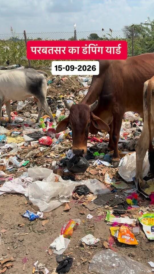 🙏 एक तरफ हम गोमाता की पूजा करते हैं… और दूसरी तरफ यही गोमाता कचरे में अपना निवाला ढूंढ रही है।
नंदी महाराज की मूर्ति पर जल, दूध और दही चढ़ाते हैं…
गोवर्धन पूजा करते हैं…
गौमाता के नाम पर बड़े-बड़े आयोजन होते हैं…
गौशालाओं के लिए जमीन और लाखों-करोड़ों का दान किया जाता है…
लेकिन आज उसी गोमाता की तस्वीर देखिए… 💔
परबतसर नगर पालिका क्षेत्र में डंपिंग यार्ड का कचरा हाईवे तक फैल चुका है।
परबतसर–कुचामन–किशनगढ़ हाईवे के पास गोवंश कचरे के ढेर में भोजन तलाशते नजर आ रहे हैं और प्लास्टिक की थैलियाँ तक खाने को मजबूर हैं।
सवाल सिर्फ नगर पालिका से नहीं…
सवाल हम सबकी संवेदना से है।
जिसे हम माँ कहते हैं, उसे कचरे में भोजन क्यों तलाशना पड़े?
जिसके नाम पर आस्था है, उसके लिए स्वच्छ और सुरक्षित जगह क्यों नहीं?
🙏 माननीय मुख्यमंत्री जी से विनम्र निवेदन है कि परबतसर की इस गंभीर समस्या का संज्ञान लेकर संबंधित विभाग को आवश्यक कार्रवाई के निर्देश दिए जाएँ।
Ramniwas Gawriya
Hanuman Beniwal
BJP RajasthanManish MirdhaSachin PilotGovind Singh DotasraSatish PooniaBhajanlal Sharma
#parbatsar