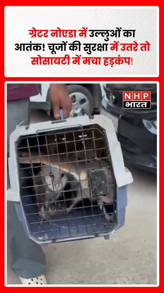 ग्रेटर नोएडा की ला रेजीडेंसिया सोसायटी में उल्लुओं की एक जोड़ी ने अपने चूजों की सुरक्षा के लिए ऐसा मोर्चा संभाला कि पूरे इलाके में हड़कंप मच गया। बताया जा रहा है कि चूजों पर खतरा मंडराने के बाद उल्लुओं ने सोसायटी के निवासियों पर भी हमला करना शुरू कर दिया। सूचना पर वन विभाग की टीम मौके पर पहुंची और करीब एक घंटे की मशक्कत के बाद 7 उल्लुओं को सुरक्षित रेस्क्यू किया। इसके बाद सभी उल्लुओं को सूरजपुर वेटलैंड में छोड़ दिया गया।
.
.
.
.
#GreaterNoida #Noida #OwlRescue #Owl #Wildlife #WildlifeRescue #LaResidencia #SurajpurWetland #ForestDepartment #GreaterNoidaNews #NoidaNews #ViralNews #UttarPradesh #UPNews #NHPBharat
