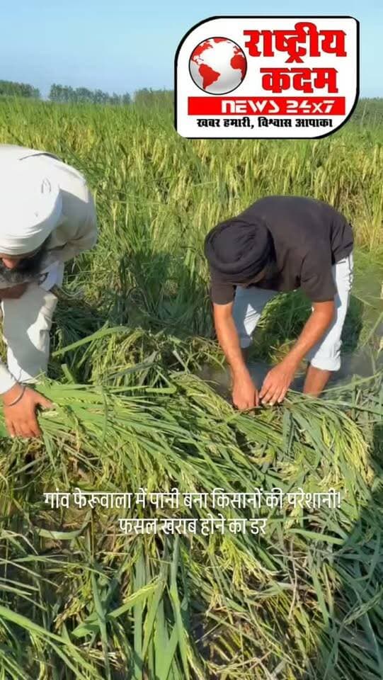 गांव फेरूवाला में पानी बना किसानों की परेशानी! फसल खराब होने का डर गांव फेरूवाला में खेतों में पानी भरने से किसानों की फसल प्रभावित हो रही है। किसान जसविंदर सिंह ने प्रशासन से गांव के जोहड़ की जल्द साफ-सफाई करवाने की मांग की है।
🗣️ किसान जसविंदर सिंह का कहना है कि पिछले साल भी जोहड़ की सफाई को लेकर प्रशासन से अपील की गई थी, लेकिन अब तक कोई कार्रवाई नहीं हुई।
👉 किसानों की मांग—जोहड़ की सफाई कर पानी की निकासी का उचित प्रबंध किया जाए, ताकि फसलों को बचाया जा सके।
🎥 देखिए वीडियो में किसान जसविंदर सिंह ने प्रशासन से क्या अपील की।
#फेरूवाला #किसान #किसानसमस्या #फसल #जलभराव जोहड़ हरियाणा यमुनानगर FarmerNews HaryanaNews Yamunanagar राष्ट्रीयकदम