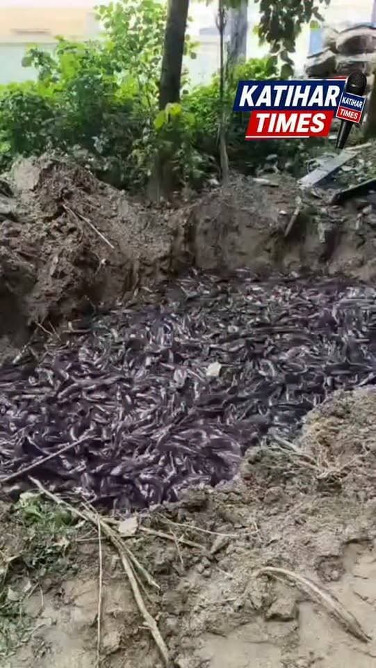 कटिहार में 50 क्विंटल प्रतिबंधित चाइनीज थाई मांगुर जब्त, तीन कारोबारी हिरासत में, रौतारा टोल प्लाजा के पास मत्स्य विभाग की कार्रवाई, कोलकाता से पूर्णिया ले जाई जा रही थी मछली, पूछताछ में कारोबारियों ने थाना मैनेज कर धंधा चलाने का किया दावा