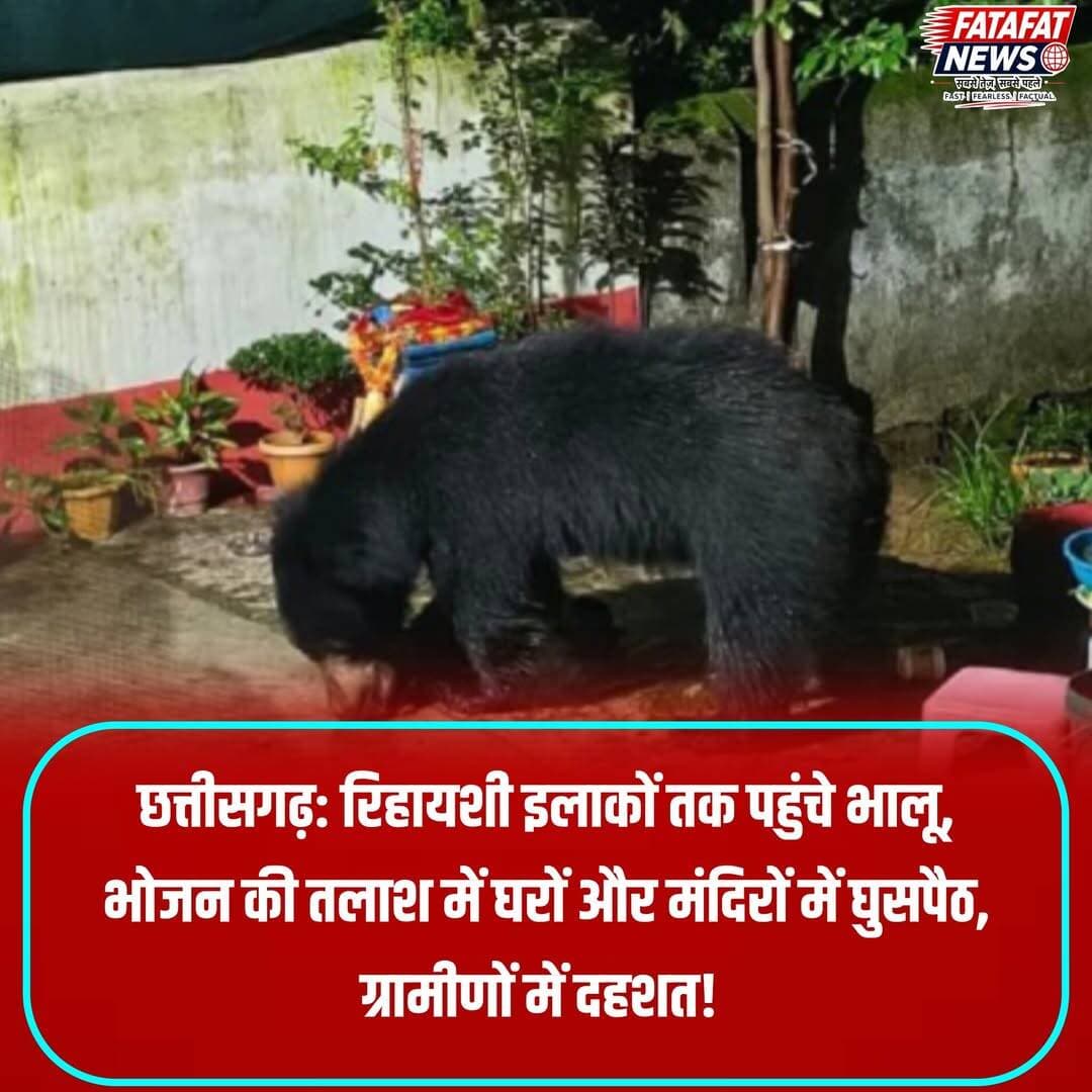 छत्तीसगढ़ में कांकेर जिले के सरोना और नर्सरी पारा मुड़पार क्षेत्र में रात होते ही भालुओं का रिहायशी बस्तियों में खुलेआम घूमना आम हो चुका है। भोजन की तलाश में ये भालू न सिर्फ मंदिरों में घुसकर शिवलिंग पर चढ़ाए गए नारियल और दूध चट कर रहे हैं, बल्कि घरों के दरवाजे व फाटक तोड़कर अंदर भी घुस रहे हैं। सक्रिय रेस्क्यू टीम के अभाव और वन विभाग की सुस्त कार्यशैली से ग्रामीणों में भारी आक्रोश है। स्थानीय लोगों ने प्रशासन से मांग की है कि अवैध गतिविधियों पर रोक लगाई जाए और इन भालुओं को सुरक्षित स्थान पर ले जाया जाए ताकि गांव सुरक्षित रह सकें।
इस मानव-वन्यजीव संघर्ष की जड़ जंगलों की अंधाधुंध कटाई और भालुओं के प्राकृतिक आवास का नष्ट होना है। पहाड़ों और पेड़ों को काटकर खेती करने से जंगलों में फलदार वृक्ष खत्म हो गए हैं, जिससे भोजन की भारी कमी हो गई है। वहीं, वन विभाग द्वारा जंगलों के चारों ओर की गई तारबंदी ने इनके प्राकृतिक रास्तों को बाधित कर दिया है, जिसके चलते वन्यजीव मजबूर होकर इंसानी बस्तियों की ओर रुख कर रहे हैं। जंगलों का संरक्षण और समय पर रेस्क्यू ही इस समस्या का स्थायी समाधान है।
<nis:link nis:type=tag nis:id=kankernews nis:value=KankerNews nis:enabled=true nis:link/> <nis:link nis:type=tag nis:id=chhattisgarh nis:value=Chhattisgarh nis:enabled=true nis:link/> <nis:link nis:type=tag nis:id=wildlifeconflict nis:value=WildlifeConflict nis:enabled=true nis:link/> <nis:link nis:type=tag nis:id=bearattack nis:value=BearAttack nis:enabled=true nis:link/> <nis:link nis:type=tag nis:id=forestdepartment nis:value=ForestDepartment nis:enabled=true nis:link/> <nis:link nis:type=tag nis:id=saveforests nis:value=SaveForests nis:enabled=true nis:link/> <nis:link nis:type=tag nis:id=kanker nis:value=Kanker nis:enabled=true nis:link/> <nis:link nis:type=tag nis:id=chhattisgarhinews nis:value=ChhattisgarhiNews nis:enabled=true nis:link/> <nis:link nis:type=tag nis:id=fatafatnews nis:value=FatafatNews nis:enabled=true nis:link/>