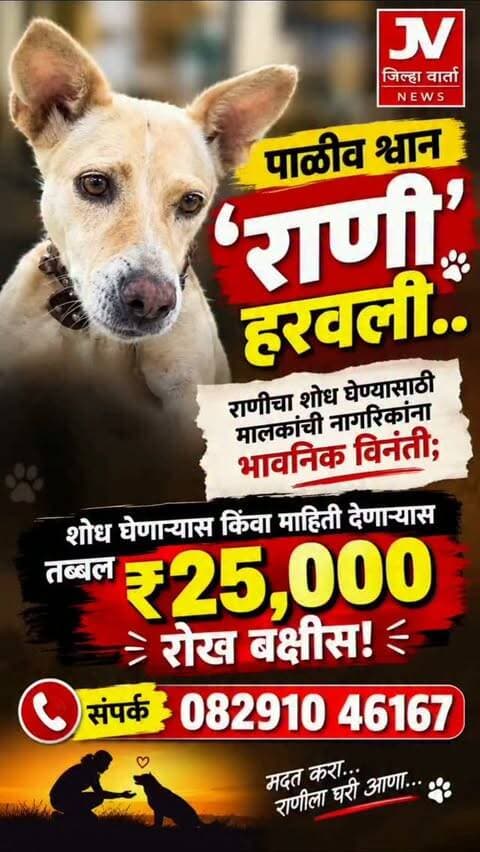 पाळीव श्वान ‘राणी’ हरवली..
राणीचा शोध घेण्यासाठी मालकांची नागरिकांना भावनिक विनंती
शोध घेणाऱ्यास किंवा माहिती देणाऱ्यास तब्बल 25,000 रोख बक्षीस!