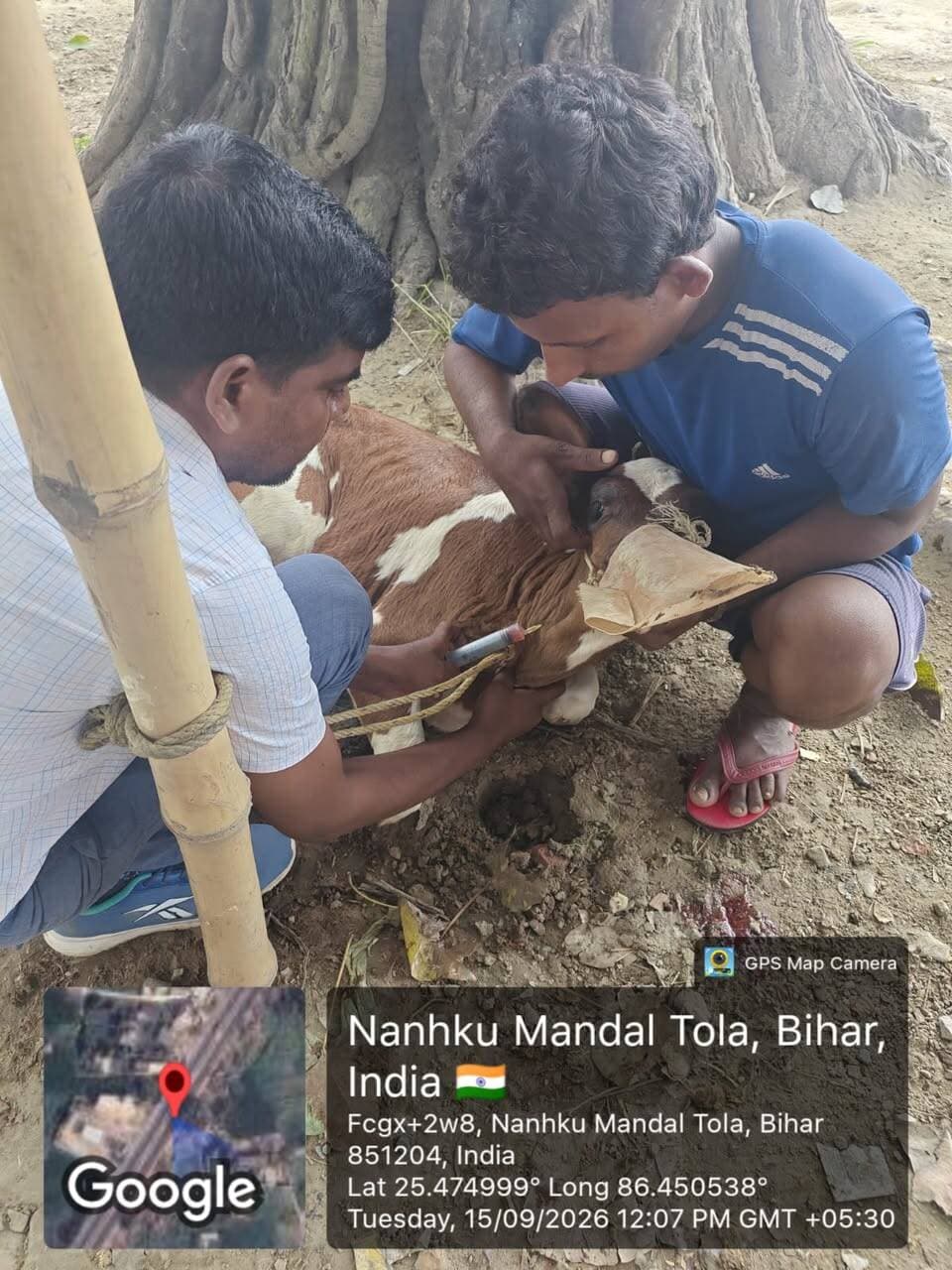 जिलाधिकारी, खगड़िया के निर्देशानुसार बाढ़ प्रभावित क्षेत्र में जिला पशुपालन कार्यालय द्वारा विशेष ‘पशु चिकित्सा शिविर’ का आयोजन किया जा रहा है। शिविर में प्रभावित मवेशियों की गहन स्वास्थ्य जांच कर उनका प्राथमिक उपचार किया जा रहा है तथा आवश्यक दवाइयां व टीके नि:शुल्क वितरित किए जा रहे हैं। पशुपालन विभाग की टीम द्वारा पशुपालकों को संक्रमण से बचाव के उपाय बताते हुए निरंतर चिकित्सीय सहायता उपलब्ध कराई जा रही है।