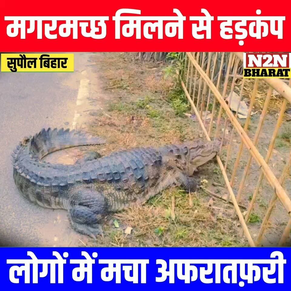 मगरमच्छ मिलने से हड़कंप, लोगों में मचा अफरातफ़री,
#reelsvideoシ #reelsviralシ #followerseveryone #PrabhaBajaj #reelsfbシ #jansuraaj #SawarnArmy #sawarnektamanch #followersreels #reelsfacebook