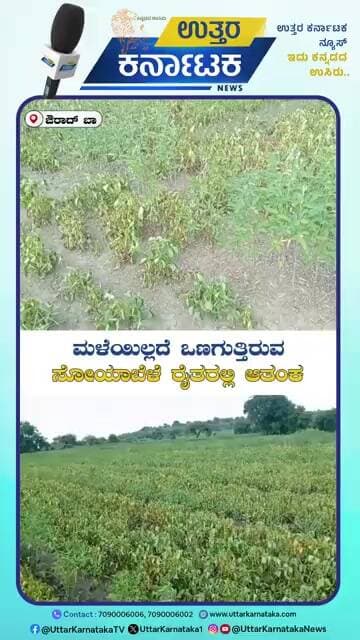 Dry Spell Threatens Soybean Crop in Aurad | ಮಳೆಯಿಲ್ಲದೆ ಒಣಗುತ್ತಿರುವ ಸೋಯಾ ಬೆಳೆ ರೈತರಲ್ಲಿ ಆತಂಕ