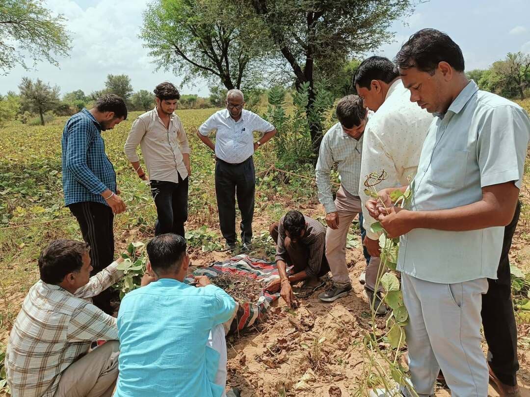 फसल कटाई प्रयोगों में पारदर्शिता सुनिश्चित करने खेतों में पहुंचे अधिकारी, लिया जायजा
डीडवाना।प्रधानमंत्री फसल बीमा योजना के अंतर्गत खरीफ फसलों के वास्तविक उत्पादन के सटीक आकलन के लिए जिले में आयोजित हो रहे फसल कटाई प्रयोगों (क्रॉप कटिंग) का कृषि विभाग के उच्चाधिकारियों द्वारा औचक निरीक्षण किया गया।
निरीक्षण के दौरान कृषि विभाग सीकर खंड के अतिरिक्त निदेशक हरीश मेहरा ने जिले के सूदराशन, नूवा, बेरी खुर्द एवं बरड़वा गांवों के खेतों में पहुंचकर मूंग एवं बाजरा फसलों के क्रॉप कटिंग प्रयोगों का मौके पर गहन अवलोकन किया। इस दौरान उन्होंने निर्धारित प्रक्रिया, चयनित खेत के मापदंड, फसल की स्थिति तथा उत्पादन आंकड़ों के संधारण की बारीकी से जांच की।अतिरिक्त निदेशक हरीश मेहरा ने निर्देशित किया कि फसल कटाई प्रयोग अत्यंत संवेदनशील एवं महत्वपूर्ण कार्य हैं, क्योंकि इन्हीं वास्तविक उपज के आंकड़ों के आधार पर किसानों के फसल बीमा क्लेम का निर्धारण होता है। उन्होंने फील्ड कार्मिकों को CCE Agri मोबाइल ऐप के माध्यम से निर्धारित एसओपी (SOP) व विभागीय दिशा-निर्देशों का शत-प्रतिशत पालन करते हुए पूरी निष्पक्षता और पारदर्शिता से प्रयोग संपादित करने के निर्देश दिए।
निरीक्षण दल में कृषि अधिकारी डॉ. पी. डी. चौधरी, सहायक कृषि अधिकारी नाथू लाल मीणा, कृषि पर्यवेक्षक राजेंद्र कुमार, बजरंग लाल व दिनेश कुमार तथा नेशनल इंश्योरेंस कंपनी के प्रतिनिधि महिपाल गोदारा मौजूद रहे। निरीक्षण के दौरान बीमा कंपनी प्रतिनिधि को भी समय पर उपस्थित रहकर पारदर्शिता बनाए रखने के निर्देश दिए गए। इस अवसर पर मौजूद स्थानीय काश्तकारों को क्रॉप कटिंग प्रक्रिया और बीमा योजना के प्रावधानों के बारे में जानकारी देकर जागरूक किया गया।