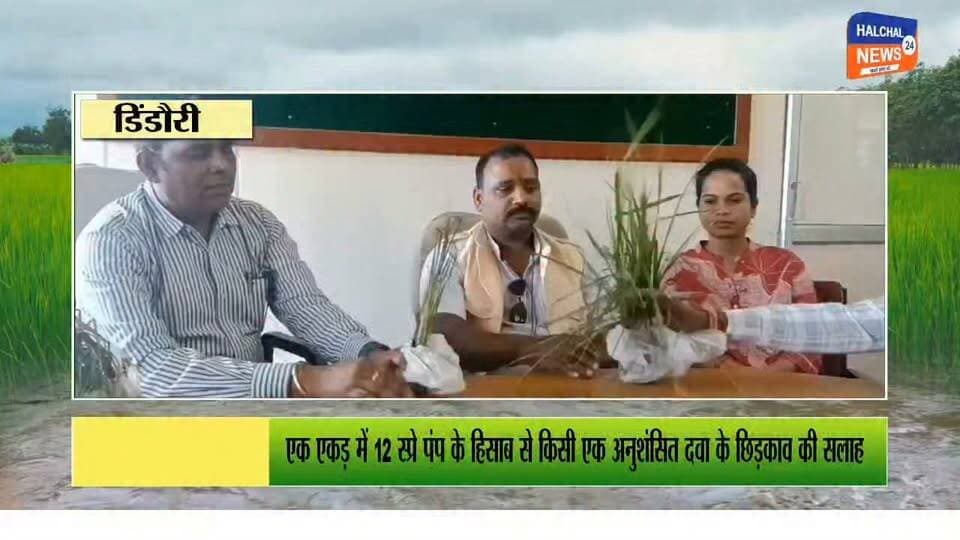 धान में पीलापन और झुलसने से किसान चिंतित, चूसक कीटों का बढ़ा प्रकोप
कृषि विज्ञान केंद्र ने किसानों को किया सतर्क, एक एकड़ में 12 स्प्रे पंप के हिसाब से दवा छिड़काव की सलाह
डिंडौरी जिले में इन दिनों धान की फसल में पीलापन आने और पौधों के झुलसने की समस्या से किसान चिंतित हैं। कृषि वैज्ञानिकों के अनुसार खेतों में रस चूसक कीटों, विशेषकर भूरे एवं सफेद फुदके का प्रकोप देखने को मिल रहा है। ये कीट पौधों के निचले हिस्से से रस चूसकर फसल को नुकसान पहुंचाते हैं, जिससे पौधे कमजोर होकर पीले पड़ सकते हैं।
किसानों की समस्या को देखते हुए कृषि विज्ञान केंद्र डिंडौरी के वरिष्ठ वैज्ञानिक डॉ. पी.एल. अंबूलकर ने किसानों को धान की फसल की नियमित निगरानी करने और कीटों का प्रकोप दिखाई देने पर समय रहते नियंत्रण उपाय अपनाने की सलाह दी है।
दो दवाओं में से किसी एक का ही करें उपयोग
वरिष्ठ वैज्ञानिक के अनुसार चूसक कीटों के नियंत्रण के लिए एक एकड़ क्षेत्र में 12 स्प्रे पंप के हिसाब से निम्न में से किसी एक दवा का अनुशंसित मात्रा में उपयोग किया जा सकता है—
थायमेथोक्सम 25 WG — 80 ग्राम प्रति एकड़
इमिडाक्लोप्रिड 17.8 SL — लगभग 60 मिलीलीटर प्रति एकड़
किसानों को विशेष रूप से सलाह दी गई है कि दोनों दवाओं का एक साथ उपयोग न करें। विशेषज्ञों के अनुसार दोनों में से किसी एक दवा का ही अनुशंसित मात्रा में छिड़काव किया जाना चाहिए।
कृषि वैज्ञानिकों ने बिना विशेषज्ञ की सलाह के अलग-अलग रसायनों को मिलाकर छिड़काव नहीं करने तथा दवा के लेबल पर दिए गए सुरक्षा निर्देशों का पालन करने की सलाह दी है।
अधिक प्रकोप पर 10 से 15 दिन बाद दोबारा छिड़काव की सलाह
वरिष्ठ वैज्ञानिक डॉ. गीता सिंह ने बताया कि यदि फसल में कीटों का प्रकोप अधिक बना रहता है तो मौसम की स्थिति को देखते हुए 10 से 15 दिन बाद दोबारा छिड़काव किया जा सकता है। हालांकि उन्होंने अनावश्यक रूप से बिना परामर्श रसायनों का उपयोग करने से बचने की सलाह दी है।
नीमास्त्र और जीवामृत के उपयोग पर भी जोर
कृषि वैज्ञानिकों ने किसानों को प्राकृतिक एवं जैविक उपाय अपनाने की भी सलाह दी है। किसानों से नीमास्त्र तैयार कर उपयोग करने तथा खाद के रूप में जीवामृत का प्रयोग करने की सलाह दी गई है। इससे फसल प्रबंधन में रासायनिक दवाओं पर निर्भरता कम करने में मदद मिल सकती है।
लगातार फसल की निगरानी जरूरी
विशेषज्ञों ने किसानों से धान के खेतों की लगातार निगरानी करने की अपील की है। पौधों में अचानक पीलापन, झुलसने के लक्षण या चूसक कीटों की संख्या बढ़ती दिखाई देने पर तत्काल कृषि विशेषज्ञ अथवा कृषि विभाग से सलाह लेकर नियंत्रण उपाय अपनाने को कहा गया है। समय पर कीट नियंत्रण नहीं होने पर धान की पैदावार प्रभावित हो सकती है।
#Dindori #PaddyCrop #FarmersNews #MadhyaPradesh #AgricultureNews