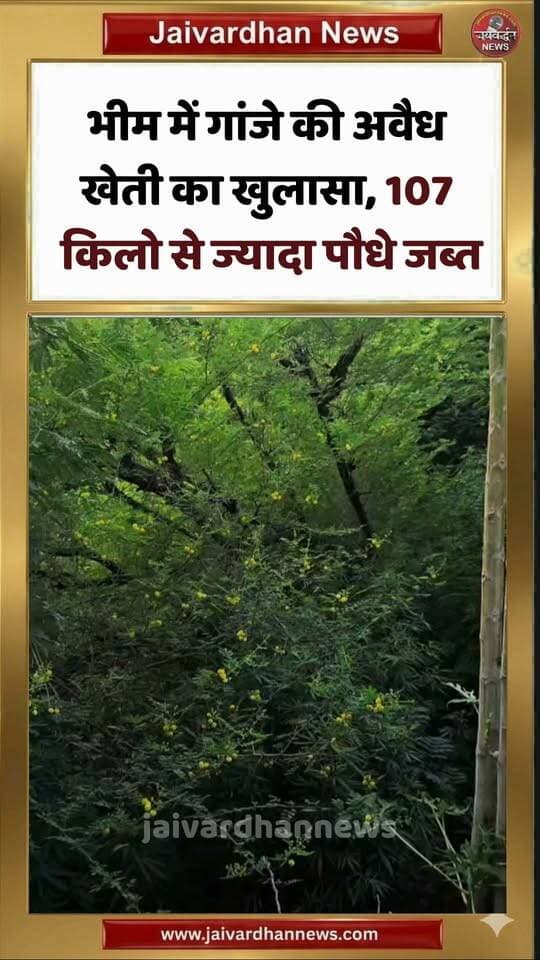 भीम में गांजे की अवैध खेती का खुलासा, 107 किलो से ज्यादा पौधे जब्त #bhimnews #crimenews