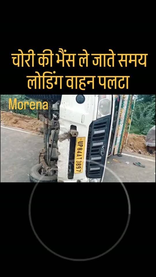 भैंस चोरी कर भाग रहे चोरों का लोडिंग वाहन करह धाम आश्रम के पास सड़क पर पलटा, ग्रामीणों के पीछा करने पर मौके से फरार, फरियादी थाने पहुंचे
मुरैना। नूराबाद थाना क्षेत्र के जदे का पुरा के पास से बीती रात भैंस चोरी कर ले जा रहे अज्ञात चोरों का लोडिंग वाहन ग्रामीणों के पीछा करने के दौरान अनियंत्रित होकर करह धाम आश्रम के पास पलट गया। वाहन पलटते ही चोर मौके का फायदा उठाकर अंधेरे में भाग निकले।
जानकारी के अनुसार जदे का पुरा निवासी जसवंत सिंह गुर्जर पुत्र सरदार सिंह गुर्जर की भैंस को अज्ञात चोर चोरी कर लोडिंग वाहन में लाद कर ले जा रहे थे। इसी दौरान ग्रामीणों को चोरी की जानकारी हुई और उन्होंने चोरों का पीछा शुरू कर दिया। ग्रामीणों द्वारा पीछा किए जाने पर चोरों का लोडिंग वाहन अनियंत्रित होकर करें धाम आश्रम के पास पलट गया।
#morena2025 #मुरैना #viralpost2025シ #morena