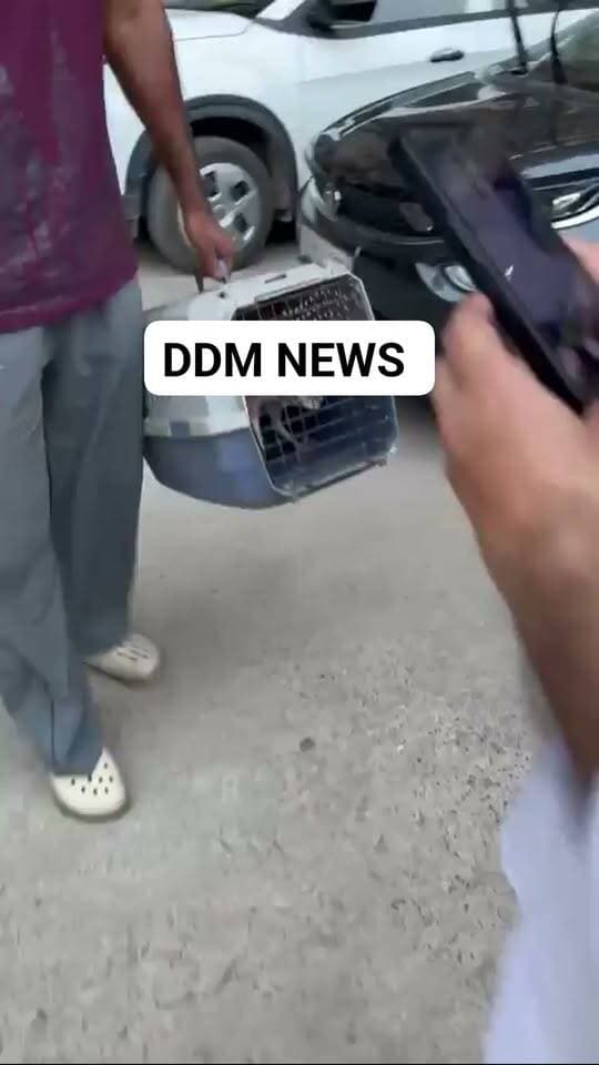 🦉 ग्रेटर नोएडा वेस्ट में उल्लुओं के हमले से दहशत, वन विभाग ने 7 उल्लुओं का रेस्क्यू किया
ग्रेटर नोएडा। ग्रेटर नोएडा वेस्ट की ला रेजिडेंशिया सोसायटी में पिछले कई दिनों से उल्लुओं के हमले से निवासियों में दहशत का माहौल था।
बताया जा रहा है कि रात के समय पेड़ों और स्ट्रीट लाइट के खंभों से उल्लू अचानक लोगों पर झपट्टा मार रहे थे। हमले में करीब 6 से 7 लोग घायल हुए हैं, जिनके सिर में चोट आई है। एक निवासी को अस्पताल में टांके भी लगवाने पड़े।
निवासियों की शिकायत पर वन विभाग की टीम ने सोमवार को अभियान चलाकर 2 बड़े और 5 बच्चों सहित कुल 7 उल्लुओं को सुरक्षित रेस्क्यू कर लिया। सभी उल्लुओं को सूरजपुर वेटलैंड में सुरक्षित छोड़ा गया है। वन विभाग ने बताया कि उल्लू अपने बच्चों की सुरक्षा में आक्रामक हो रहे थे।
#GreaterNoida #LaResidencia #OwlRescue #NoidaNews
