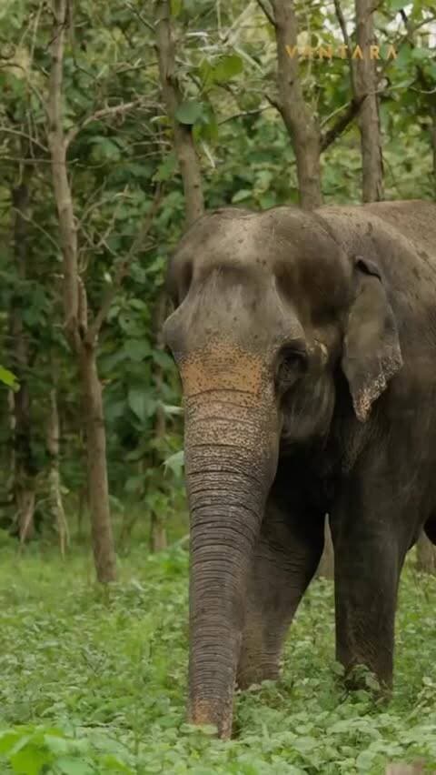 Madhuri’s journey reminds us that every little act of care matters. 🐘💛 Wishing her comfort, strength and plenty of love. 🌿✨
#Madhuri #Nature #india #kolhapur
