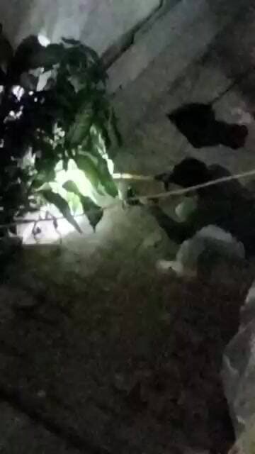 गोविंदपुरी इलाके के पॉकेट 3 में निकला अजगर रेस्क्यू टीम ने सुरक्षित तरीके से अजगर को ले गए#Live