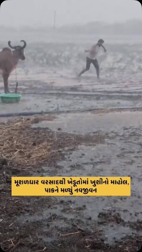 મૂશળધાર વરસાદથી ખેડૂતોમાં ખુશીનો માહોલ, પાકને મળ્યું નવજીવન.
.
.
.
.
.
#HeavyRain #monsoonvibes #farmer #farmersnews #newsupdate