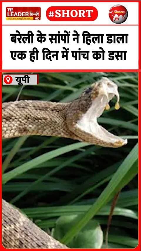 सपेरे को भी सांप ने नहीं बख़्शा | 16 Sep 2026 | #bareilly #cobra #saap #kata #snake #viralvideo #upnews