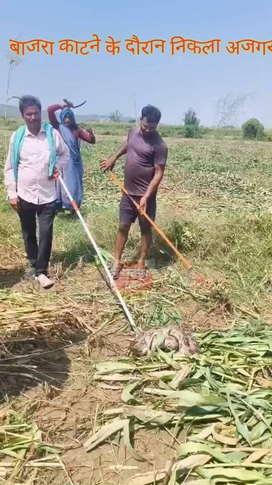 गांव रायपुर में खेत में बाजरे की कटाई करने के दौरान निकला अजगर............