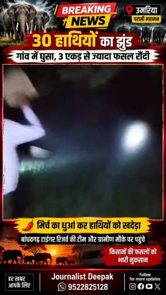💥उमरिया में 30 हाथियों का झुंड गांव के खेतों में पहुंचा!
परासी महामन गांव में हाथियों ने 3 एकड़ से ज्यादा फसल को नुकसान पहुंचाया। ग्रामीणों और बांधवगढ़ टाइगर रिजर्व की टीम ने मिर्च का धुआं और शोर कर हाथियों को जंगल की ओर खदेड़ा।
परासी महामन, उमरिया (म.प्र.)
मौके का वीडियो देखें और खबर से जुड़े अपडेट के लिए फॉलो करें।
#Umaria #MPNews #Bandhavgarh #BandhavgarhTigerReserve #MadhyaPradesh WildElephants ElephantHerd WildlifeNews UmariaNews LatestNews VillageNews Farmers CropDamage JournalistDeepak