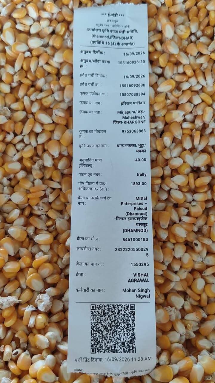 आज धामनोद मंडी में नई मक्का का भाव इस प्रकार रहा...
नई मक्का 1640 से लेकर 1908 तक क्वालिटी और नमी अनुसार बिकी...
Dhamnod Mandi Bhav - धामनोद मंडी भाव #dhamnodmandibhav #makkakabhav #makkamandibhav #mandinews #MandiRates #KisanNews