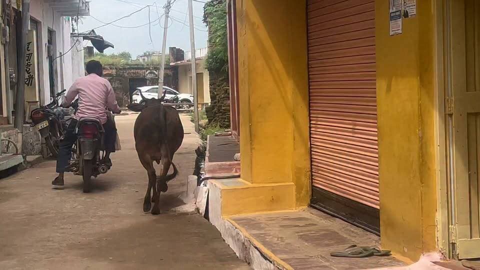 गाय को भाया बाइक सवार! जहां गया नाथूराम, पीछे-पीछे पहुंची गाय
कुल्हाड़ी खरीदने सिरसौद आए किसान का गाय ने नहीं छोड़ा साथ, वीडियो वायरल; युवक भी बोला- मुझे खुद नहीं पता क्यों कर रही पीछा
सिरसौद। सिरसौद गांव में बुधवार सुबह उस समय लोगों की नजरें ठहर गईं, जब एक आवारा गाय बाइक सवार किसान के पीछे पड़ गई। बाइक सवार युवक ने बाइक जहां मोड़ी, गाय भी उसी दिशा में उसके पीछे चल दी। कुछ देर तक यह सिलसिला चलता रहा तो लोगों ने इसका वीडियो बना लिया, जो अब सोशल मीडिया पर वायरल हो रहा है।
जानकारी के अनुसार सिरसौना गांव निवासी किसान नाथूराम कुल्हाड़ी खरीदने सिरसौद आया था। इसी दौरान एक आवारा गाय उसके पीछे चलने लगी। नाथूराम ने बाइक आगे बढ़ाई तो गाय भी पीछे-पीछे चलती रही। उसने रास्ता बदला तो गाय ने भी रास्ता बदल लिया।
मौके पर मौजूद लोगों ने जब नाथूराम से पूछा कि आखिर गाय उसके पीछे क्यों पड़ी है, तो वह भी हैरान रह गया। नाथूराम के पास भी इस सवाल का कोई जवाब नहीं था। ग्रामीणों के बीच यह नजारा कौतूहल का विषय बना रहा। कोई इसे गाय का लगाव बता रहा था तो कोई मजाक में कह रहा था कि ‘आज गाय ने बाइक सवार को अपना साथी चुन लिया।’ हालांकि गाय के इस व्यवहार की असली वजह किसी को पता नहीं चल सकी, लेकिन कुछ देर तक गाय और बाइक सवार की यह ‘पीछा-पार्टी’ सिरसौद में लोगों के बीच चर्चा का विषय जरूर बनी रही।