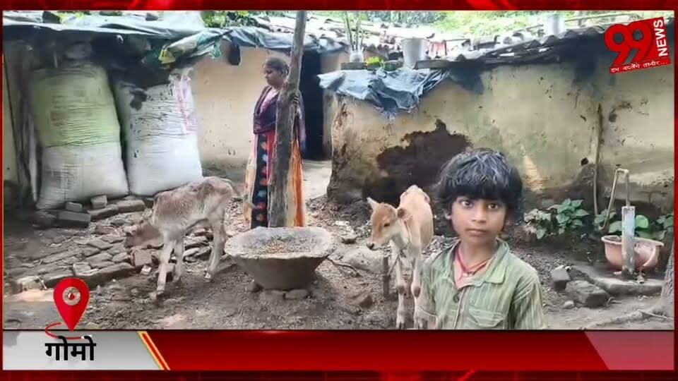 #गोमो : #बेलगाम हुए #चोर, #रात में #खटाल से ले #भगा #दुधारू #गाय