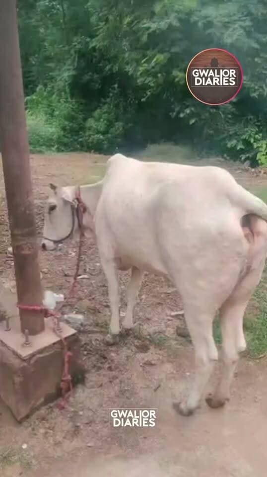 लंपी संक्रमित गौवंश के लिए 4 घंटे का सफर! रतवाई सेंटर दूर, मेला ग्राउंड शिफ्टिंग अब भी अटकी...
📞 लंपी संक्रमित गौवंश की सूचना: 7089003178 | 07512438358