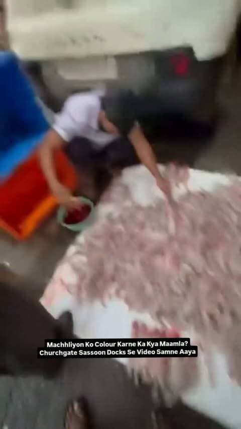Machhliyon Ko Colour Karne Ka Kya Maamla? Churchgate Sassoon Docks Se Video Samne Aaya