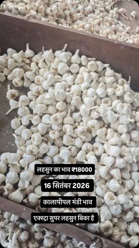 #viralreels #viralreelsvideo #trending #reelkarofeelkaro #mandibhavkalapipal