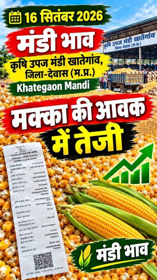 16 सितंबर 2026 | मंडी भाव | कृषि उपज मंडी खातेगांव, जिला-देवास (म.प्र.) Khategaon Mandi • मंडी भाव khategaonwaale.com