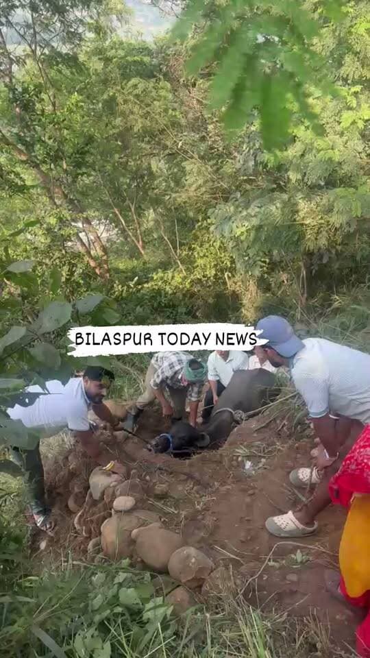 पहाड़ी से गिरकर फंसी भैंस, अग्निशमन विभाग ने सात घंटे के रेस्क्यू ऑपरेशन के बाद सुरक्षित निकाला