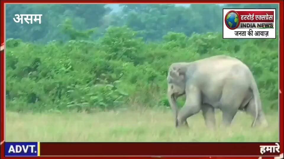 जब फुटबॉल के मैदान में उतरा 'गजराज': चाय बागान में बच्चों के संग गेंद से खेलता दिखा जंगली हाथी, वीडियो हुआ वायरल
असम के गोलाघाट जिले से एक अनोखा और दिलचस्प मामला सामने आया है, जहां नुमालीगढ़ क्षेत्र स्थित बागीढाला टी एस्टेट (Bagidhola Tea Estate) के पास एक जंगली हाथी मैदान में फुटबॉल खेलता दिखाई दिया। इस चंचल दृश्य का वीडियो सोशल मीडिया पर तेजी से वायरल हो रहा है।
बच्चों की सूझबूझ से टला हादसा
जानकारी के अनुसार, स्थानीय बच्चे चाय बागान से सटे एक खुले मैदान में फुटबॉल खेल रहे थे। इसी दौरान पास के जंगलों से भटककर एक जंगली हाथी अचानक मैदान की ओर आ गया। हाथी को देखकर बच्चों ने घबराने या शोर मचाने के बजाय समझदारी दिखाई। बच्चे गेंद वहीं छोड़कर शांति से सुरक्षित दूरी पर चले गए।
कुशल खिलाड़ी की तरह मारी किक
बच्चों के हटने के बाद मैदान में अकेली पड़ी फुटबॉल ने हाथी का ध्यान अपनी ओर खींच लिया। हाथी ने अपनी सूंड और पैरों का इस्तेमाल करते हुए गेंद को एक कुशल खिलाड़ी की तरह किक मारना शुरू कर दिया। काफी देर तक वह मैदान में गेंद के साथ खेलता रहा। दूर खड़े ग्रामीणों और बच्चों ने इस दुर्लभ और मनोरंजक दृश्य को अपने मोबाइल कैमरों में कैद कर लिया।
वन विभाग ने जारी की चेतावनी
हालांकि यह नजारा देखने में काफी मनोरंजक लग रहा है, लेकिन फॉरेस्ट स्टाफ ने ग्रामीणों और पर्यटकों के लिए सतर्कता निर्देश जारी किए हैं: