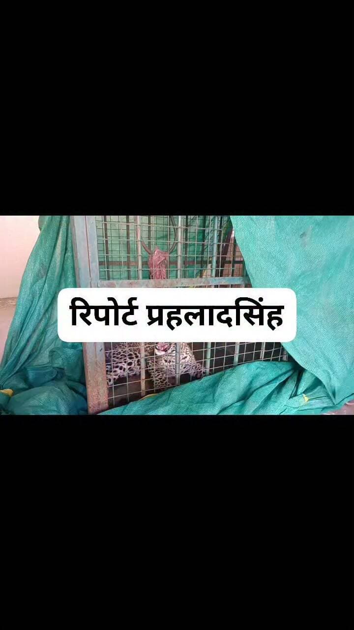 कुएं में गिरा 4 माह का पैंथर शावक, वन विभाग की टीम ने सुरक्षित निकाला रिपोर्ट प्रहलादसिंह
