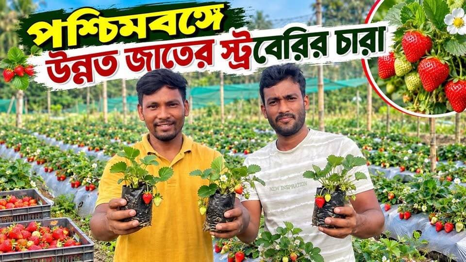 পশ্চিমবঙ্গে উন্নত জাতের স্ট্রবেরি 🍓 চারা ….