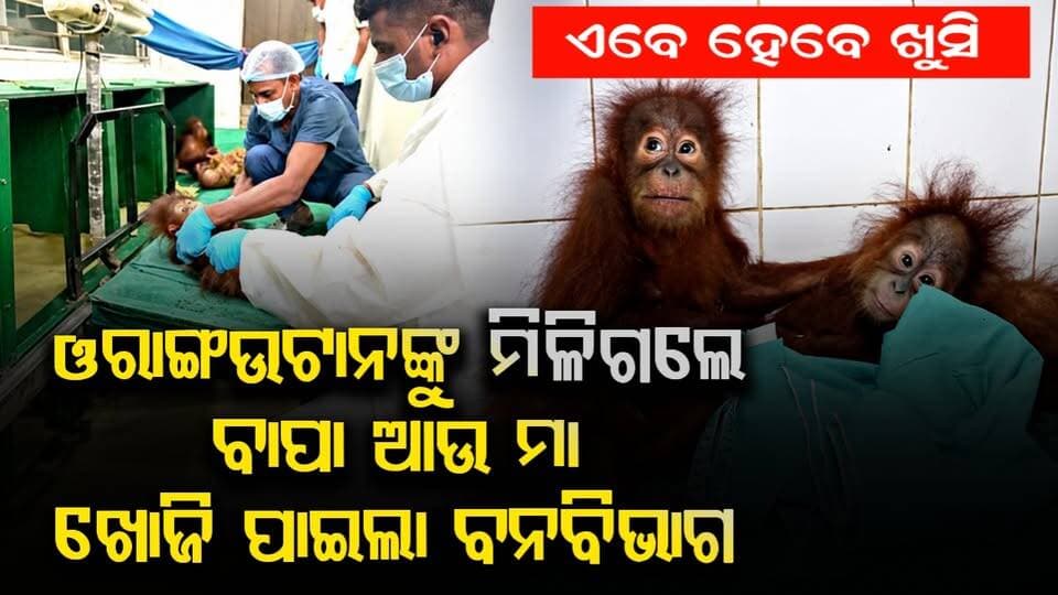 ଓରାଙ୍ଗଉଟାନଙ୍କୁ ମିଳିଗଲେ ବାପା ଆଉ ମା
#Orangutan
#Nandankanan
#WildlifeNews
#AnimalCare
#odishanews
#odishrilive