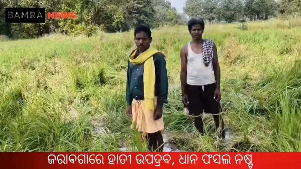 ଜରାବଗା ରେ ଧାନ ବିଲରେ ହାତୀପଲଙ୍କ ଉତ୍ପାତ
ଏକର ଏକର ଫସଲ ନଷ୍ଟ, କ୍ଷତିପୂରଣ ଦାବି କଲେ ଚାଷୀ
#Bamra #Sambalpur #ElephantHerd #ElephantMenace #CropDamage #PaddyCrop #Farmers #FarmerIssues #CompensationDemand #Wildlife #ForestDepartment #ElephantAttack #Agriculture #OdishaNews #SambalpurNews #BamraNews #Odisha #FarmersConcern
