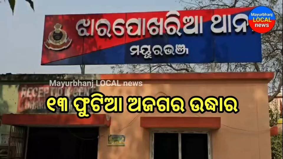 #ଶୀର୍ଷାରେ ୧୩ ଫୁଟିଆ ଅଜଗର ଉଦ୍ଧାର....
୧୬/୦୯/୨୬ (ସଂଜୀବ କୁମାର ରଣଜିତ,ମୟୂରଭଞ୍ଜ)
ମୟୂରଭଞ୍ଜ ଜିଲ୍ଲା ଝାରପୋଖରିଆ ଥାନା ଅଧିନ ଶୀର୍ଷା ଗ୍ରାମରେ ଏକ ବିଶାଳ ଅଜଗର ଉଦ୍ଧାର ହୋଇଛି। ଗ୍ରାମର ଜଗନ୍ନାଥ ମନ୍ଦିର ନିକଟରୁ ପ୍ରାୟ ୧୩ ଫୁଟ ଲମ୍ବର ୩୦ କେଜିରୁ ଅଧିକ ଓଜନର ଏହି ଅଜଗରକୁ ଉଦ୍ଧାର କରାଯାଇଛି।ସୂଚନାନୁସାରେ ଜଗନ୍ନାଥ ମନ୍ଦିର ନିକଟ ରାସ୍ତାରେ ଏକ ବିଶାଳ ଅଜଗର ପାର ହେଉଥିବା ବେଳେ ଜଣେ ବାଇକ୍ ଆରୋହୀଙ୍କ ନଜର ପଡ଼ିଥିଲା।ଏନେଇ ସେ ତୁରନ୍ତ ଗ୍ରାମବାସୀଙ୍କୁ ଖବର ଦେବା ପରେ ଘଟଣାସ୍ଥଳରେ ବିଶାଳ ଅଜଗରକୁ ଦେଖିବା ପାଇଁ ଲୋକଙ୍କ ଭିଡ଼ ଜମିଥିଲା।ପରେ ଗ୍ରାମର ସାପ ଧରାଳି ସେଠାରେ ପହଞ୍ଚି ସତର୍କତାର ସହ ଅଜଗରଟିକୁ ଉଦ୍ଧାର କରି ବନବିଭାଗ ଅଧିକାରୀଙ୍କୁ ହସ୍ତାନ୍ତର କରାଯାଇଥିଲାବେଳେ ବିଶାଳ ଅଜଗର ଉଦ୍ଧାର ଘଟଣା ଏବେ ଶୀର୍ଷା ଗ୍ରାମ ସମେତ ଆଖପାଖ ଅଞ୍ଚଳରେ ଚର୍ଚ୍ଚାର ବିଷୟ ପାଲଟିଛି।