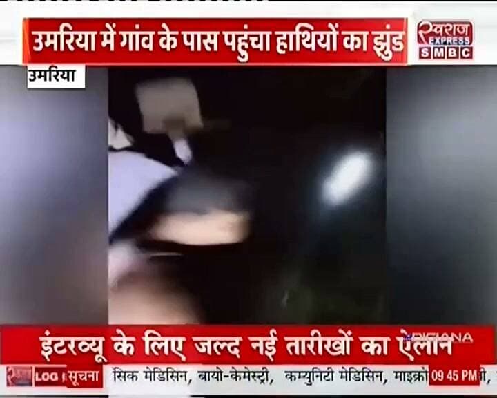 गाँव में हाथी खड़ी फ़सल बर्बाद