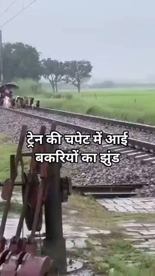 *इंटरसिटी एक्सप्रेस से कटकर 30 बकरियों की मौत, 3 महिलाएं बाल-बाल बचीं, घटना का लाइव वीडियो आया सामने*
इंटरसिटी एक्सप्रेस की चपेट में आने से 30 बकरियों की मौत हो गई। जबकि, बकरियों की झुंड इधर-उधर भागती रहीं। संयोग ही रहा कि बकरियां चरा रहीं महिलाएं बाल-बाल बच गईं।हथिगवां के कृष्णा राम का पुरवा बिसहिया के पास रेलवे फाटक के समीप बुधवार सुबह 11 बजे कुछ महिलाएं बकरियां चरा रहीं थीं, तभी ट्रेन की चपेट मे आने से हादसा हो गया। सूचना पर पहुंची आरपीएफ ने मामले की जांच की इस दौरान ट्रेन 10 मिनट तक रुकी रही!