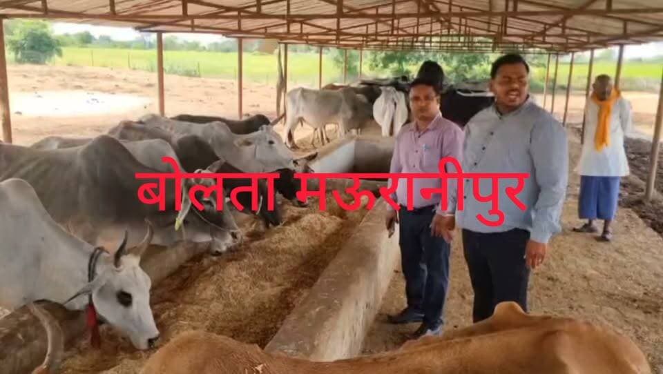 मऊरानीपुर ब्लॉक की कदौरा गौ शाला में मृत पाये गए गौ वंशों की सोशल मीडिया पर वायरल खबर को संज्ञान में लेकर गांव के ग्राम विकाश अधिकारी ने गौ शाला का निरीक्षण किया और गौ वंशों को हरा चारा डाला वही गांव के प्रधान ने कहा था गांव के मेंबर गौ वंशों को उठाने नहीं दे रहे गौ वंश बीमार थे वहीं गांव के ही एक आदमी ने बताया कि गौ शाला में भूषा नहीं है और तीन चार गौ वंश मृत पड़े है।वही अपने को प्रधान प्रतिनिधि बता रहे एक व्यक्ति ने गांव के ही एक व्यक्ति को नशाबाज बताकर बात पाटने की बात बोली