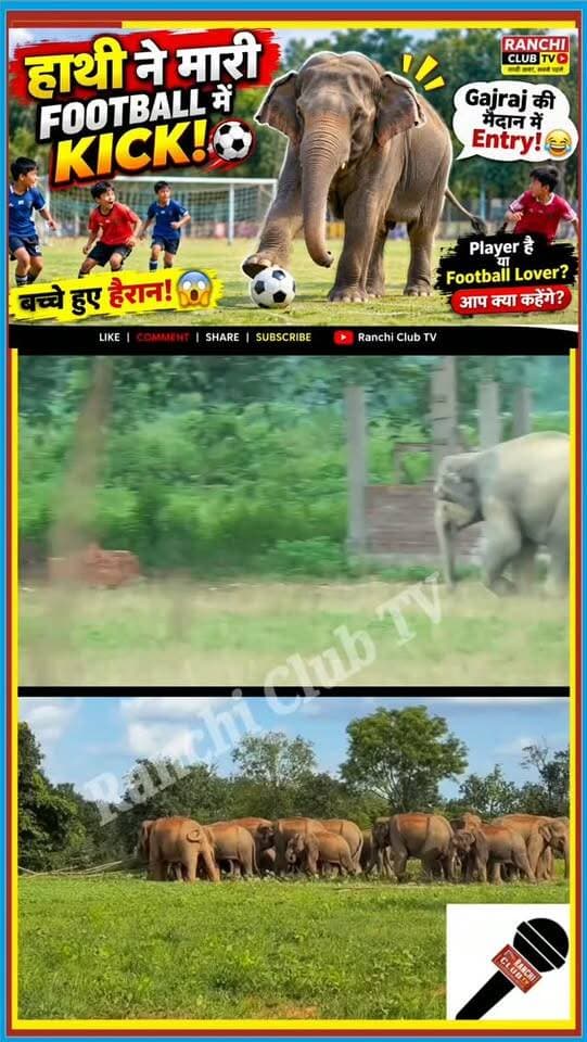 हाथी ने खेला Football ! बच्चों के मैदान में Gajraj की Entry ! Elephant Playing Football #Shorts
#ElephantPlayingFootball #Hathi #Gajraj #Football