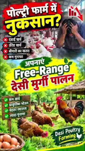 🐔 पोल्ट्री फार्म में नुकसान? अपनाएं Free-Range देसी मुर्गी पालन | Desi Poultry Farming 🔥 #farming