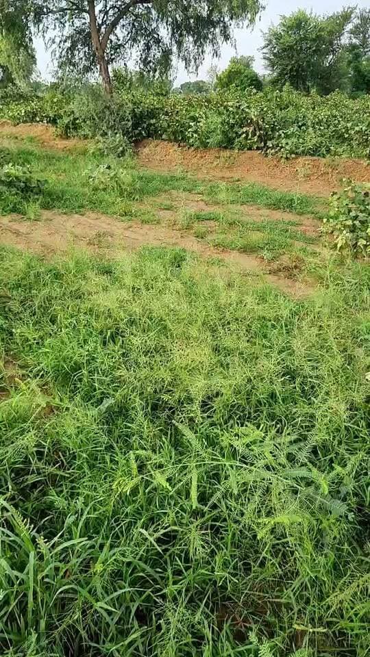 रात आये झखेड़े से भारी नुकसान... आओ थोड़ी बात करा