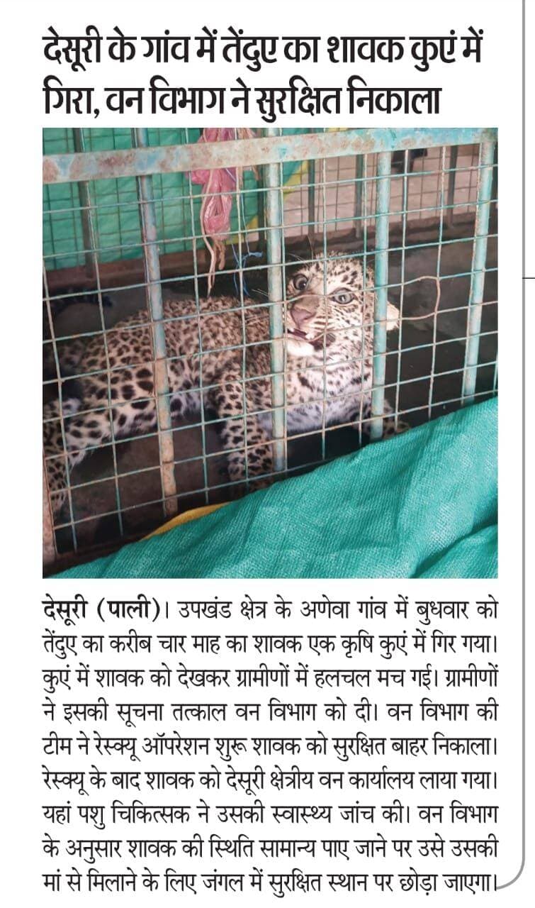 देसूरी के अणेवा गांव में तेंदुए का शावक कुएं में गिरा, वन विभाग ने सुरक्षित निकाला रिपोर्ट प्रहलादसिंह