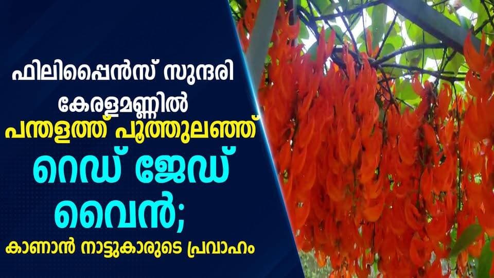 ഫിലിപ്പൈൻസ് സുന്ദരി കേരളമണ്ണിൽ പന്തളത്ത് പൂത്തുലഞ്ഞ് റെഡ് ജേഡ് വൈൻ; കാണാൻ നാട്ടുകാരുടെ പ്രവാഹം|PRIME NEWS KERALA