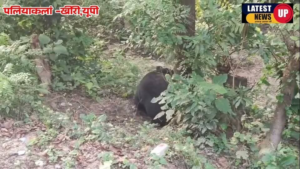 दुधवा जंगल से निकली रोड पर पहुंचा भालू
#paliakalankheri
#lakhimpurkherinews
#UPNews
#dudwanationalpark