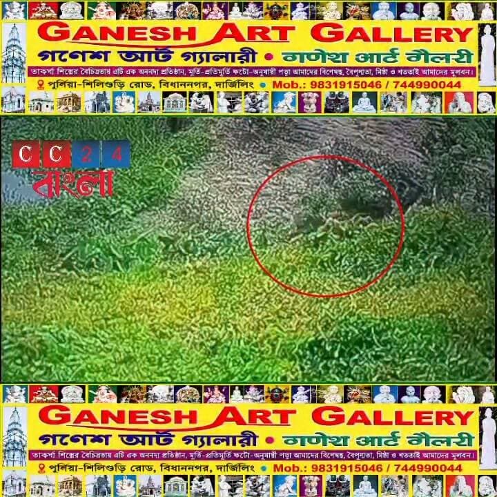 দিনের আলোতেই ভারত-বাংলাদেশ সীমান্তে চিতাবাঘ! সিসিটিভি ফুটেজ ঘিরে চাঞ্চল্য চোপড়ায়